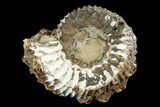Jurassic Ammonite Fossil - Russia #181230-1